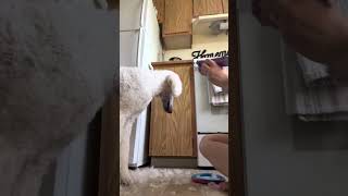 Grooming my Standard Poodle at home [upl. by Ativad]