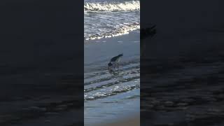 Australian Pied Oystercatcher birds tasmania nature birdsofaustralia australia beach waves [upl. by Eilyah865]