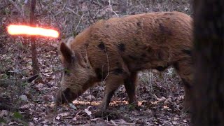 Wild Boar Are Tough EPIC Bowhunt For Big Hog [upl. by Mundy]