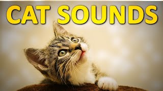 Cat Sounds and Noises  2 Hours [upl. by Annuahsal]