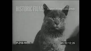 Cute Cat Enlists  Coast Guard WWII 1943 [upl. by Elonore106]