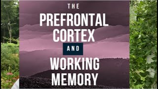 The Prefrontal Cortex and Working Memory [upl. by Ailaroc]