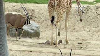 Giraffe vs Baby Gazelle  Wild Animal Park  San Diego [upl. by Geibel]