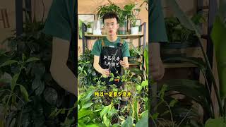 植物休眠期这5种花少浇水 花 养花 种花 园艺 园丁 爱生活爱养花 养花小知识 花卉绿植 [upl. by Ahsoyem]