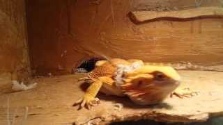 Luna Bearded Dragon Shedding skin and puffing up [upl. by Ahsekyw]