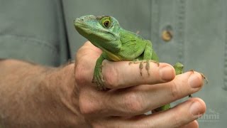 The Phylogenetic Tree of Anole Lizards — HHMI BioInteractive Video [upl. by Anilesor501]