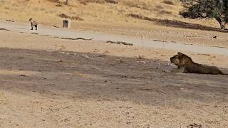 How far hyenas stay in front of a young male lion vs a big male lion [upl. by Donnenfeld]