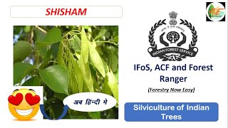 Shisham  Silviculture of Indian Trees for UPSC IFoS JPSC ACF Forest Range Officer [upl. by Hege]