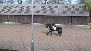 Prelim 13  7517 Full Winning Dressage Test [upl. by Atinat]