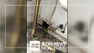 New York City landlord issued arrest warrant for disgusting conditions [upl. by Hsihsa]