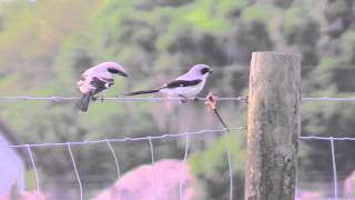 Loggerhead Shrikes [upl. by Suirauqram135]