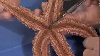 Detailed Sea Star starfish Dissection Part I Jr High High School and College Review [upl. by Laszlo]