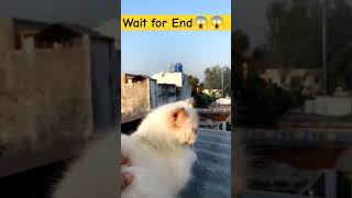 Zooey enjoying the weather😄😄😄shortvideos youtube tranding funny viralvideo shots subscribe [upl. by Mulford]