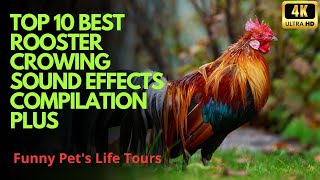 Top 10 Best Rooster Crowing Sound Effects Compilation Plus 4K Funny Chicken Noises  Rooster Noises [upl. by Evreh415]