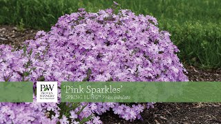 Pink Sparkles Hybrid Creeping Phlox  Walters Gardens [upl. by Spragens69]