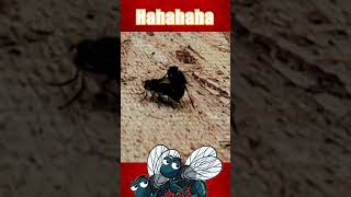 Two Flies Going KissKiss BangBang On Each Other gaming metaquestgames unboxing gran2rismo [upl. by Fonseca671]