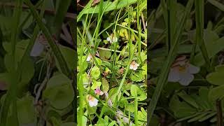 Stalkless Lindernia annualherb wildplant wildflowers nature flowering flowerplants stalkless [upl. by Ithnan]