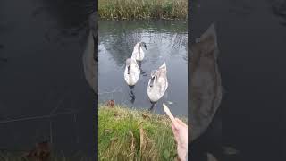 Cygnets make funny noise [upl. by Eahsat]