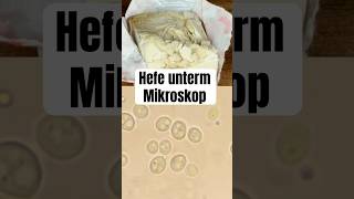 So sieht Hefe unterm Mikroskop aus wissenswert biologie natur mikrokosmos mikroskop fyp [upl. by Tallie]