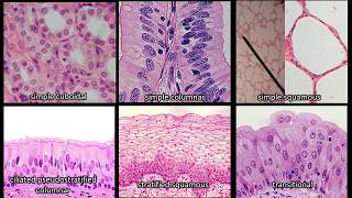 Identifying Epithelium  Review and Practice Questions [upl. by Iahc]