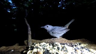 Catbird of the night vocalization [upl. by Stieglitz]