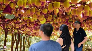 New Zealand Farmers Harvest and process Millions of tons of Kiwi Fruit This Way [upl. by Aed514]