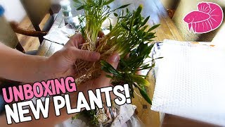 Aquatic Plant Unboxing New Plants for My Projects [upl. by Lladnek]