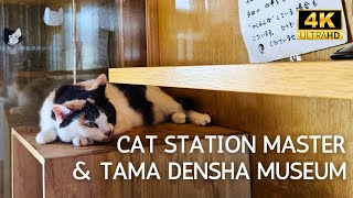 Japan Cat Station Master amp Tama Densha Museum train wakayama tamaden japanrailway cat [upl. by Merp842]