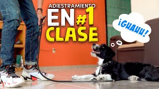 Adiestramiento Canino EN UN SOLO VIDEO [upl. by Ecinerev588]