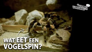 Wat EET een VOGELSPIN 🕷  De Vraag Van Vandaag [upl. by Furie994]