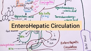 Enterohepatic Circulation of Bile Salts [upl. by Pacificia16]