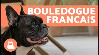 Prendre Soin d’un bouledogue francais [upl. by Lunette]