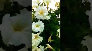 Petuniya plant care tips in potspetunia flower seeds growingyoutubeshorts [upl. by Atikan]