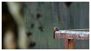 Alcedo atthis der Eisvogel am Steg [upl. by Janella]