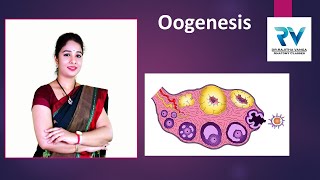 Oogenesis by Dr Rajitha Vanga [upl. by Ardnael]