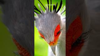 The Killer Queen  Secretary Bird shorts secretarybird [upl. by Peacock]