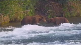 Katmai Brooks Falls Bear 602 chased bear 18 away 09262024 [upl. by Whitney]