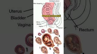 Little baby growing in moms womb 💯🥰 Embryonic Development 🦋shortvideo pregnancy baby [upl. by Melena170]