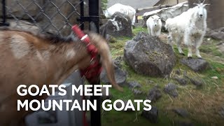 Tiny Goats Visit Mountain Goats [upl. by Inness]