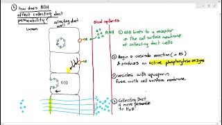 148 Urine Formation 5 Collecting Ducts Selective ReabsorptionCambridge AS A Level Biology 9700 [upl. by Otsuaf]