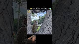 Owl Gila Hone Par kesa Dikhata Hai🦉shorts shortsfeed trending youtubeshorts facts factshorts [upl. by Chapin]