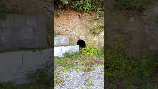 Air raid shelter ruins from World War II Minamata City Japan japaneselandscape landscapeofjapan [upl. by Helbonia]