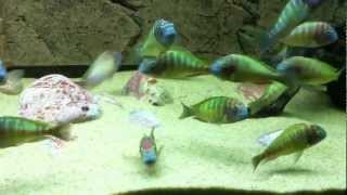 Tropheus moorii Kabayeye quotyellow rainbowquot  PISCES [upl. by Nylcaj]