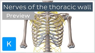 Nerves of the thoracic wall preview  Human Anatomy  Kenhub [upl. by Ardnaek264]