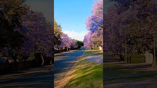 Jacaranda month here in pretoria SA shortsyoutube beautifulplace highlightseveryone [upl. by Berkshire]