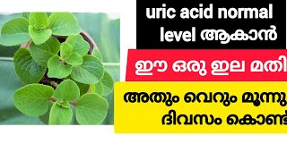 uric acid എങ്ങനെ പൂർണമായും മാറ്റം  Home Remedy treatment for uric acid  uses of panikoorkka leaves [upl. by Axela217]