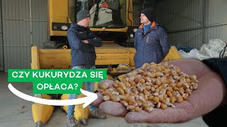 ŁUKASZ KOŃCZY Z KUKURYDZĄ PO TYM SEZONIE UPRAWA PRZEDSTAWICIELA GRUPY AZOTY  291 nawozy nonstop [upl. by Tyson881]