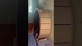 Touch of Grey explores cat wheel uncoerced [upl. by Meeharb]