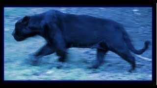 Big cat sightings UK 2023 Best photo evidence [upl. by Siul]