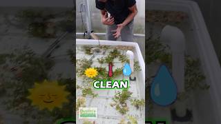 How To Grow Plants FAST Part 2 [upl. by Nevaj]